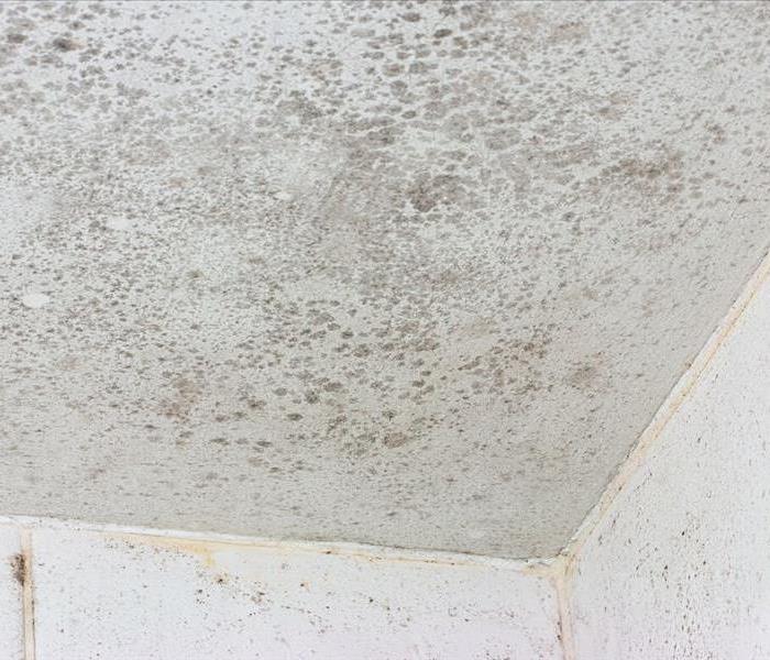 White moldy ceiling