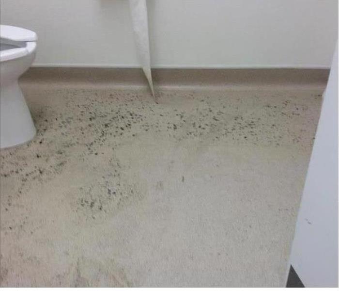 White toilet and moldy bathroom floor